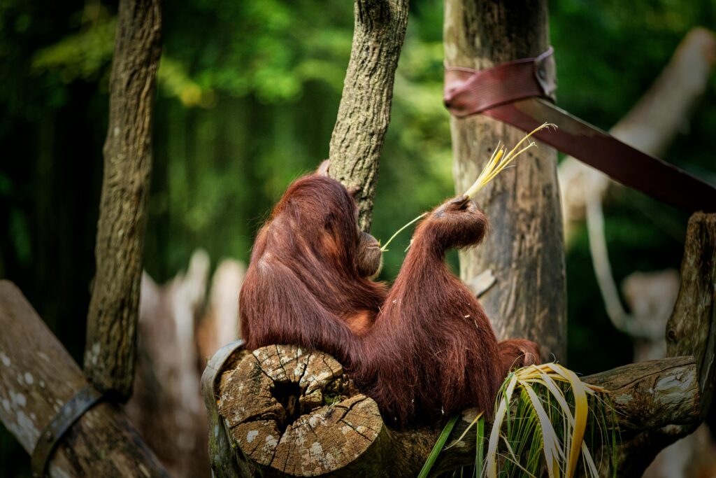 pexels robert stokoe 105922 30661578