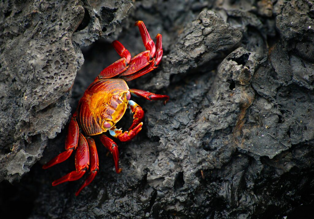 pexels simran chhatwal 2153681976 32851899